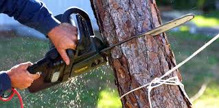 How Our Tree Care Process Works  in Belleville, IL